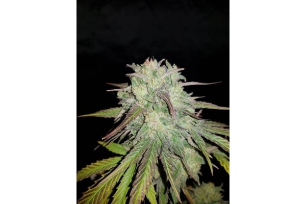 Painkiller XL (Royal Queen Seeds) feminized Painkiller XL (Royal Queen Seeds) feminized