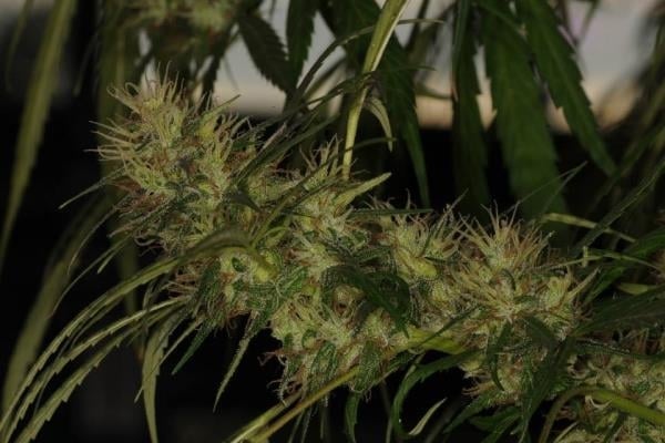 Golden Tiger (ACE Seeds) feminized Golden Tiger (ACE Seeds) feminized