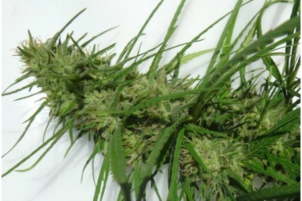 Golden Tiger (ACE Seeds) feminized Golden Tiger (ACE Seeds) feminized