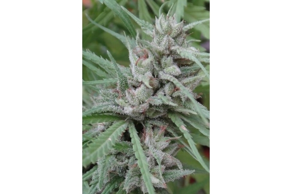 Golden Tiger (ACE Seeds) feminized Golden Tiger (ACE Seeds) feminized