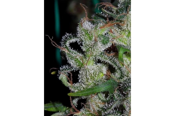 Zamaldelica (ACE Seeds) feminized