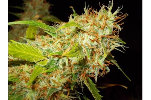 Zamaldelica (ACE Seeds) feminized