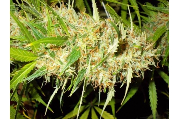 Zamaldelica (ACE Seeds) feminized