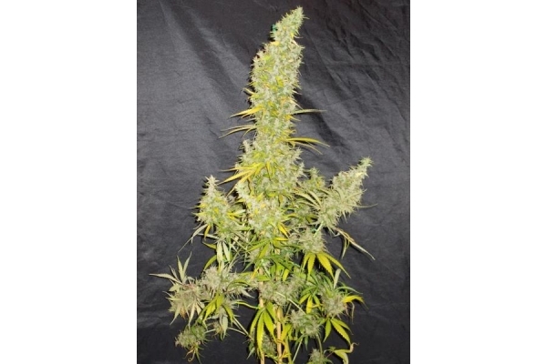 Zamaldelica (ACE Seeds) feminized