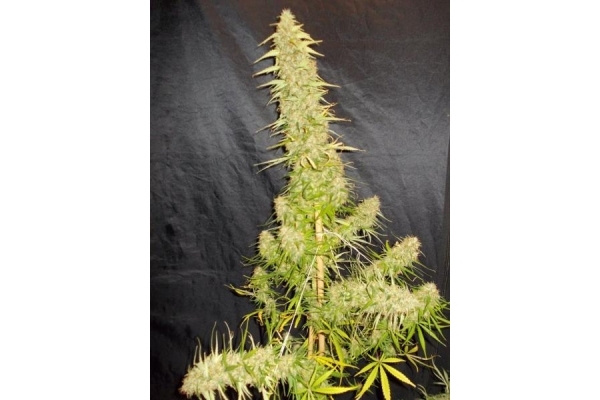 Zamaldelica (ACE Seeds) feminized