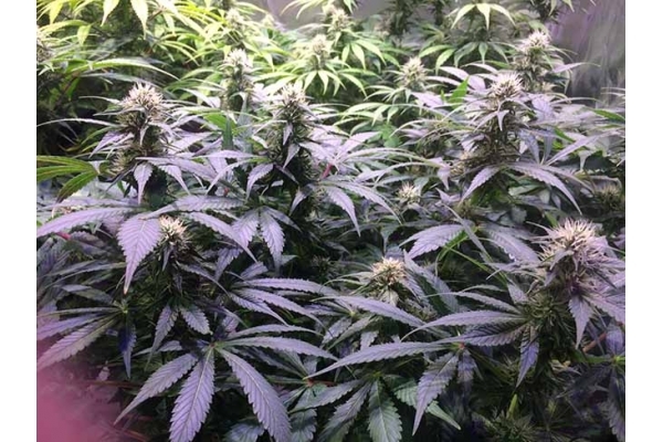 Blue Dream (Zamnesia Seeds) feminized Blue Dream (Zamnesia Seeds) feminized