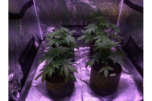 Blue Dream (Zamnesia Seeds) feminized Blue Dream (Zamnesia Seeds) feminized