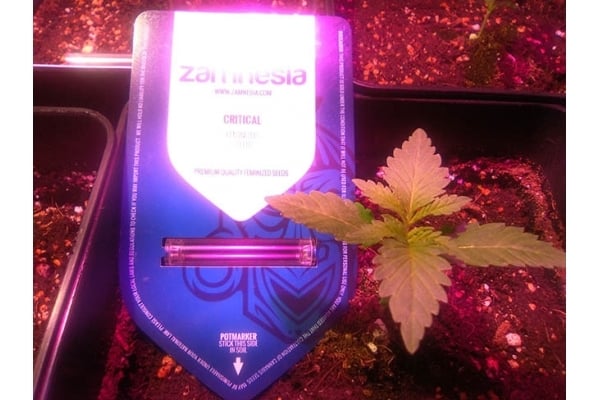Critical (Zamnesia Seeds) feminized Critical (Zamnesia Seeds) feminized