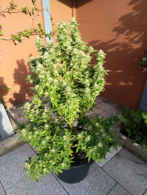 White Widow (Zamnesia Seeds) feminisiert White Widow (Zamnesia Seeds) feminisiert