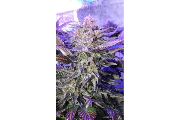 Cheese (Zamnesia Seeds) feminisiert Cheese (Zamnesia Seeds) feminisiert