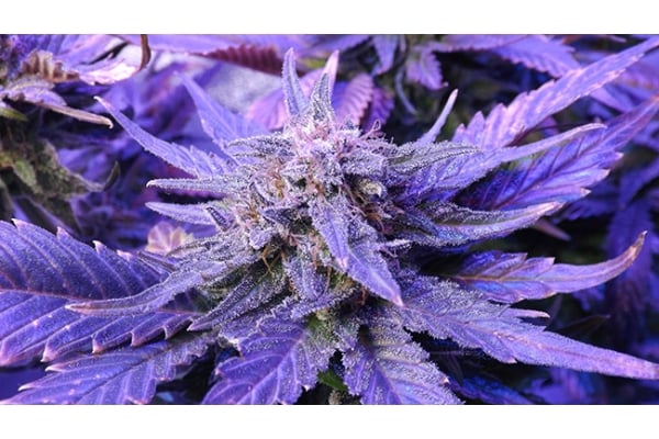 Cheese (Zamnesia Seeds) feminisiert Cheese (Zamnesia Seeds) feminisiert