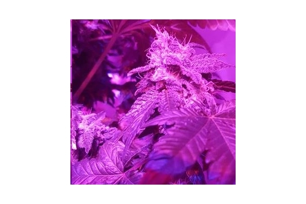 Monster Bud Kush (Zamnesia Seeds) feminisiert Monster Bud Kush (Zamnesia Seeds) feminisiert