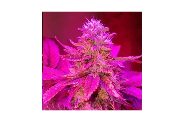 Monster Bud Kush (Zamnesia Seeds) feminisiert Monster Bud Kush (Zamnesia Seeds) feminisiert