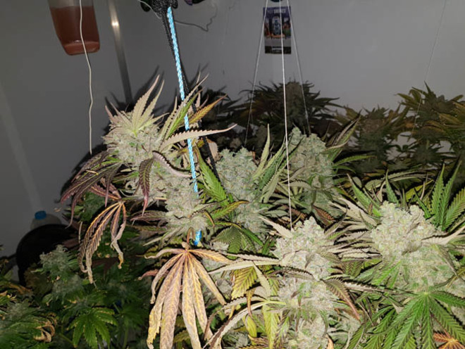 Monster Bud Kush (Zamnesia Seeds) feminisiert Monster Bud Kush (Zamnesia Seeds) feminisiert