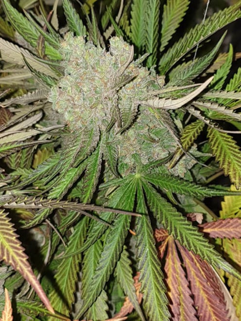 Monster Bud Kush (Zamnesia Seeds) feminisiert Monster Bud Kush (Zamnesia Seeds) feminisiert