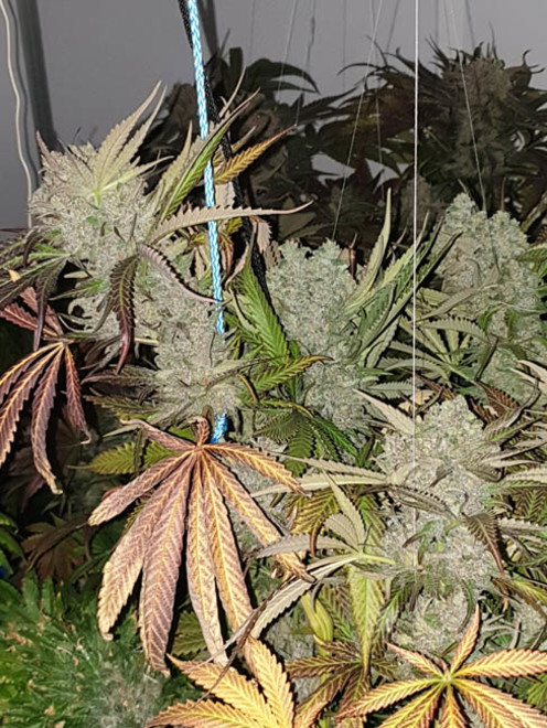 Monster Bud Kush (Zamnesia Seeds) feminisiert Monster Bud Kush (Zamnesia Seeds) feminisiert