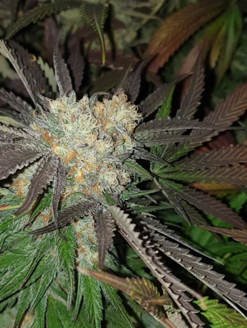 Monster Bud Kush (Zamnesia Seeds) feminisiert Monster Bud Kush (Zamnesia Seeds) feminisiert