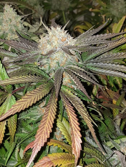 Monster Bud Kush (Zamnesia Seeds) feminisiert Monster Bud Kush (Zamnesia Seeds) feminisiert