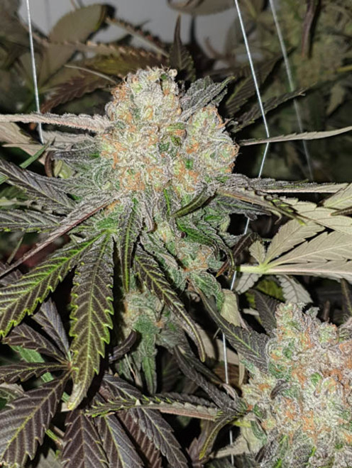 Monster Bud Kush (Zamnesia Seeds) feminisiert Monster Bud Kush (Zamnesia Seeds) feminisiert