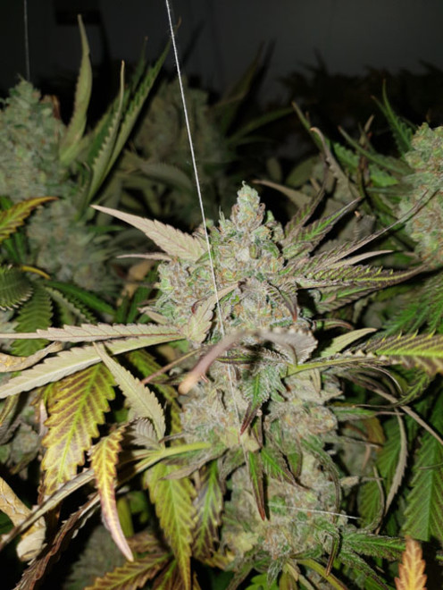 Monster Bud Kush (Zamnesia Seeds) feminisiert Monster Bud Kush (Zamnesia Seeds) feminisiert