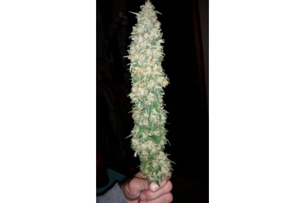Classic Skunk (Zamnesia Seeds) feminisiert Classic Skunk (Zamnesia Seeds) feminisiert