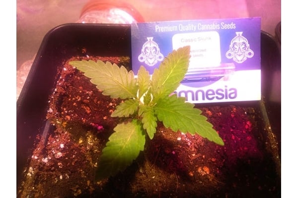 Classic Skunk (Zamnesia Seeds) feminisiert Classic Skunk (Zamnesia Seeds) feminisiert