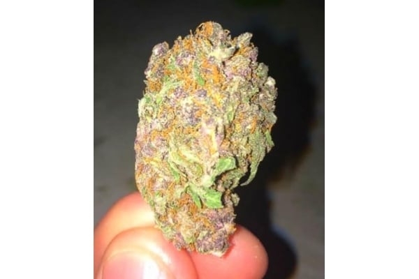 Blueberry Autoflower (Zamnesia Seeds) feminized