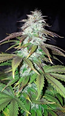 Blueberry Autoflower (Zamnesia Seeds) feminized