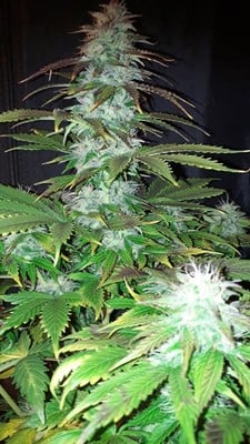 Blueberry Autoflower (Zamnesia Seeds) feminized