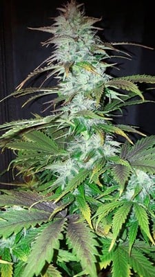 Blueberry Autoflower (Zamnesia Seeds) feminized