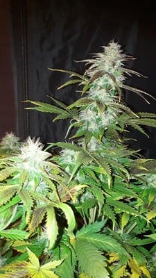 Blueberry Autoflower (Zamnesia Seeds) feminized