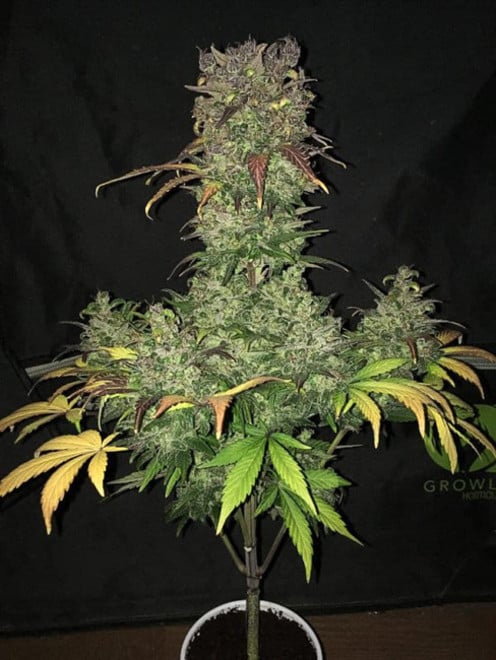 Blueberry Autoflower (Zamnesia Seeds) feminized