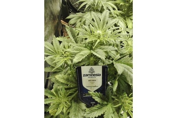 White Widow Automatic (Zamnesia Seeds) feminisiert White Widow Automatic (Zamnesia Seeds) feminisiert