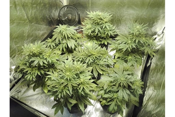 White Widow Automatic (Zamnesia Seeds) feminisiert White Widow Automatic (Zamnesia Seeds) feminisiert