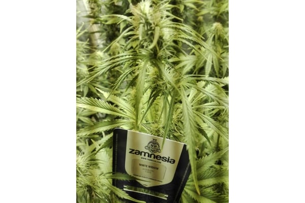 White Widow Automatic (Zamnesia Seeds) feminisiert White Widow Automatic (Zamnesia Seeds) feminisiert