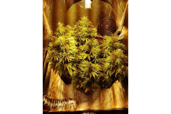 White Widow Automatic (Zamnesia Seeds) feminisiert White Widow Automatic (Zamnesia Seeds) feminisiert