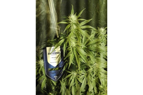 White Widow Automatic (Zamnesia Seeds) feminisiert White Widow Automatic (Zamnesia Seeds) feminisiert