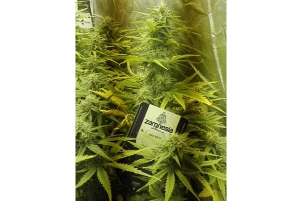 White Widow Automatic (Zamnesia Seeds) feminisiert White Widow Automatic (Zamnesia Seeds) feminisiert