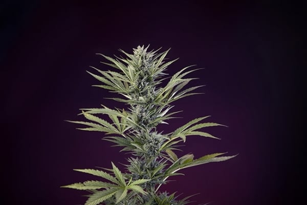 Sticky Beast Automatic (Zamnesia Seeds) feminisiert Sticky Beast Automatic (Zamnesia Seeds) feminisiert