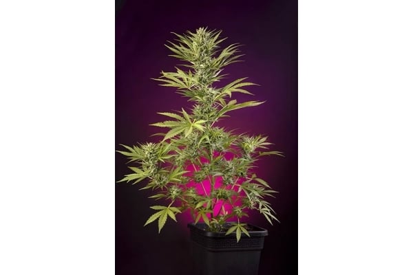 Sticky Beast Automatic (Zamnesia Seeds) feminisiert Sticky Beast Automatic (Zamnesia Seeds) feminisiert