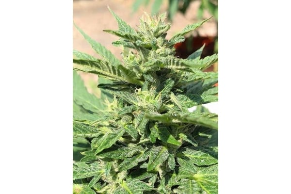 Sticky Beast Automatic (Zamnesia Seeds) feminisiert Sticky Beast Automatic (Zamnesia Seeds) feminisiert