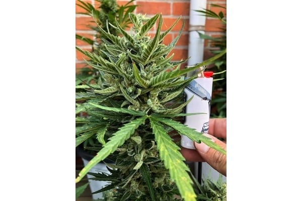 Sticky Beast Automatic (Zamnesia Seeds) feminisiert Sticky Beast Automatic (Zamnesia Seeds) feminisiert