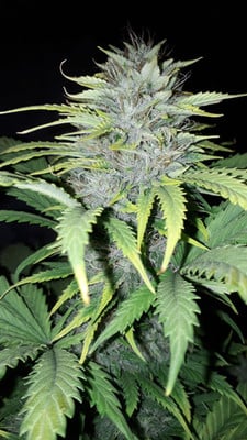 Sticky Beast Automatic (Zamnesia Seeds) feminisiert Sticky Beast Automatic (Zamnesia Seeds) feminisiert