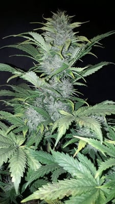 Sticky Beast Automatic (Zamnesia Seeds) feminisiert Sticky Beast Automatic (Zamnesia Seeds) feminisiert