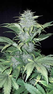 Sticky Beast Automatic (Zamnesia Seeds) feminisiert Sticky Beast Automatic (Zamnesia Seeds) feminisiert