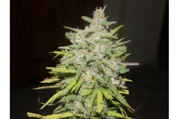 Crystal M.E.T.H. (Dr. Underground) feminized