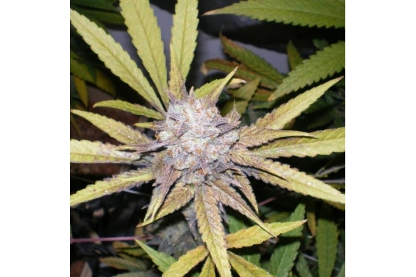 Melon Gum (Dr. Underground) feminized Melon Gum (Dr. Underground) feminized