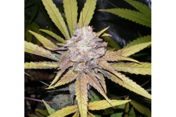 Melon Gum (Dr. Underground) feminized Melon Gum (Dr. Underground) feminized