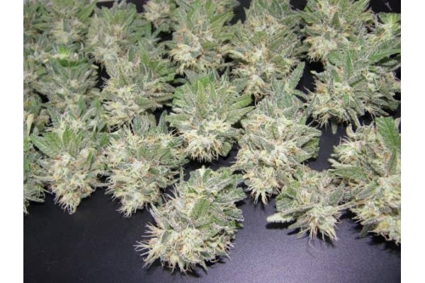 PainKiller (Dr. Underground) feminized