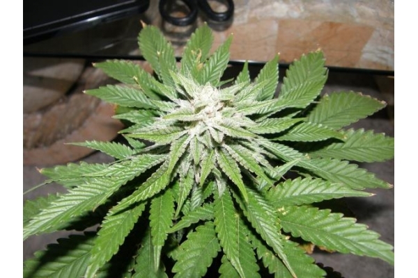 PainKiller (Dr. Underground) feminized